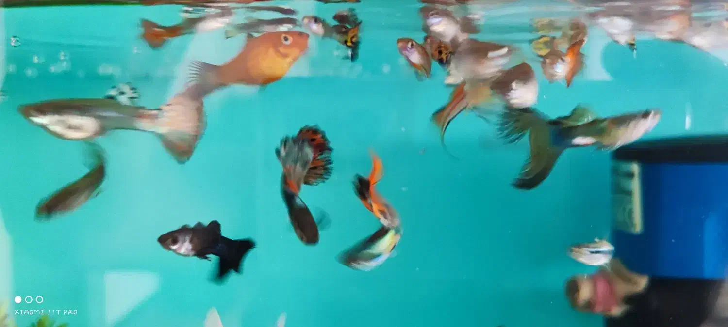 فروش و تکثیر ماهی گوپی|ماهی|ملایر, |دیوار