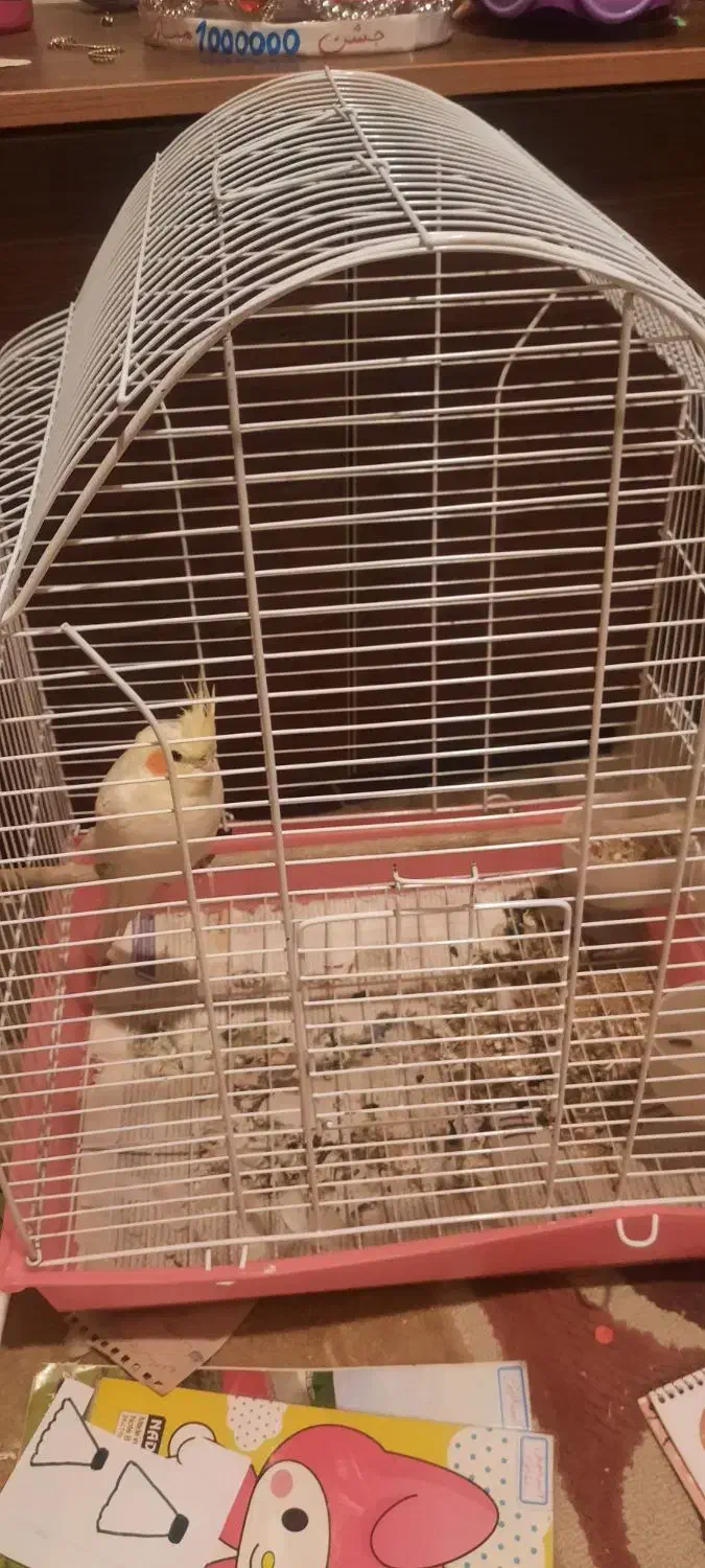 عروس هلندی|پرنده|تنکابن, |دیوار