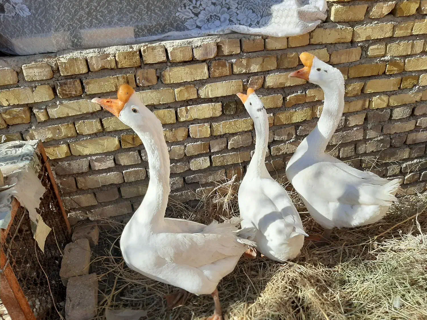 قوغاز|حیوانات مزرعه|ضیاء آباد, |دیوار