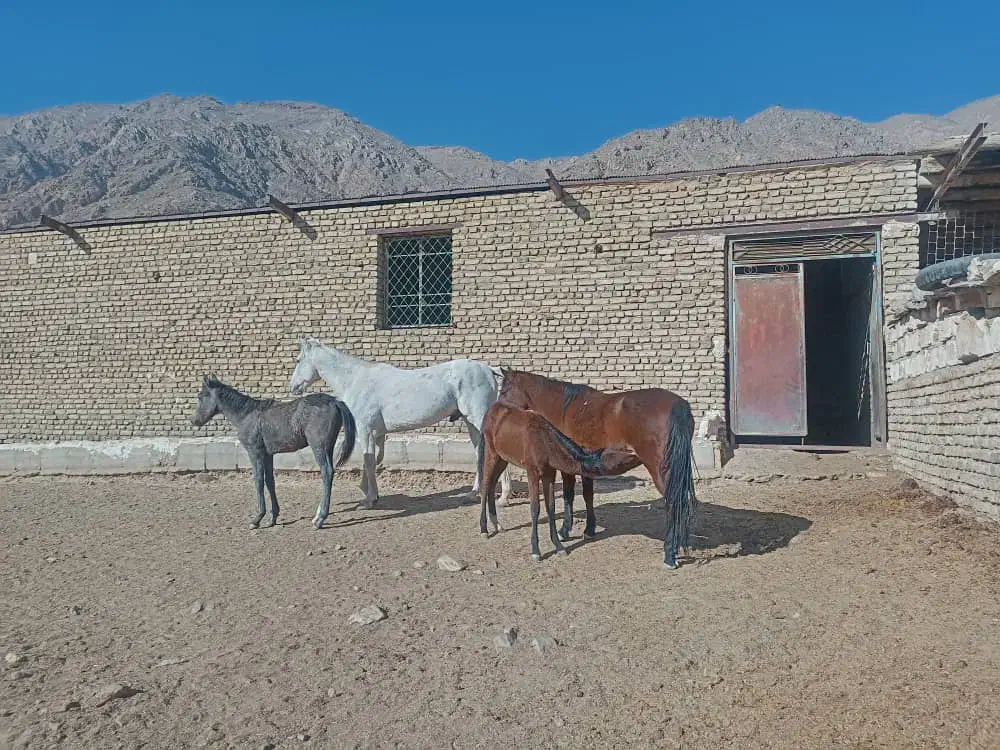 هفت راس اسب|اسب و تجهیزات اسبسواری|سمنان, |دیوار