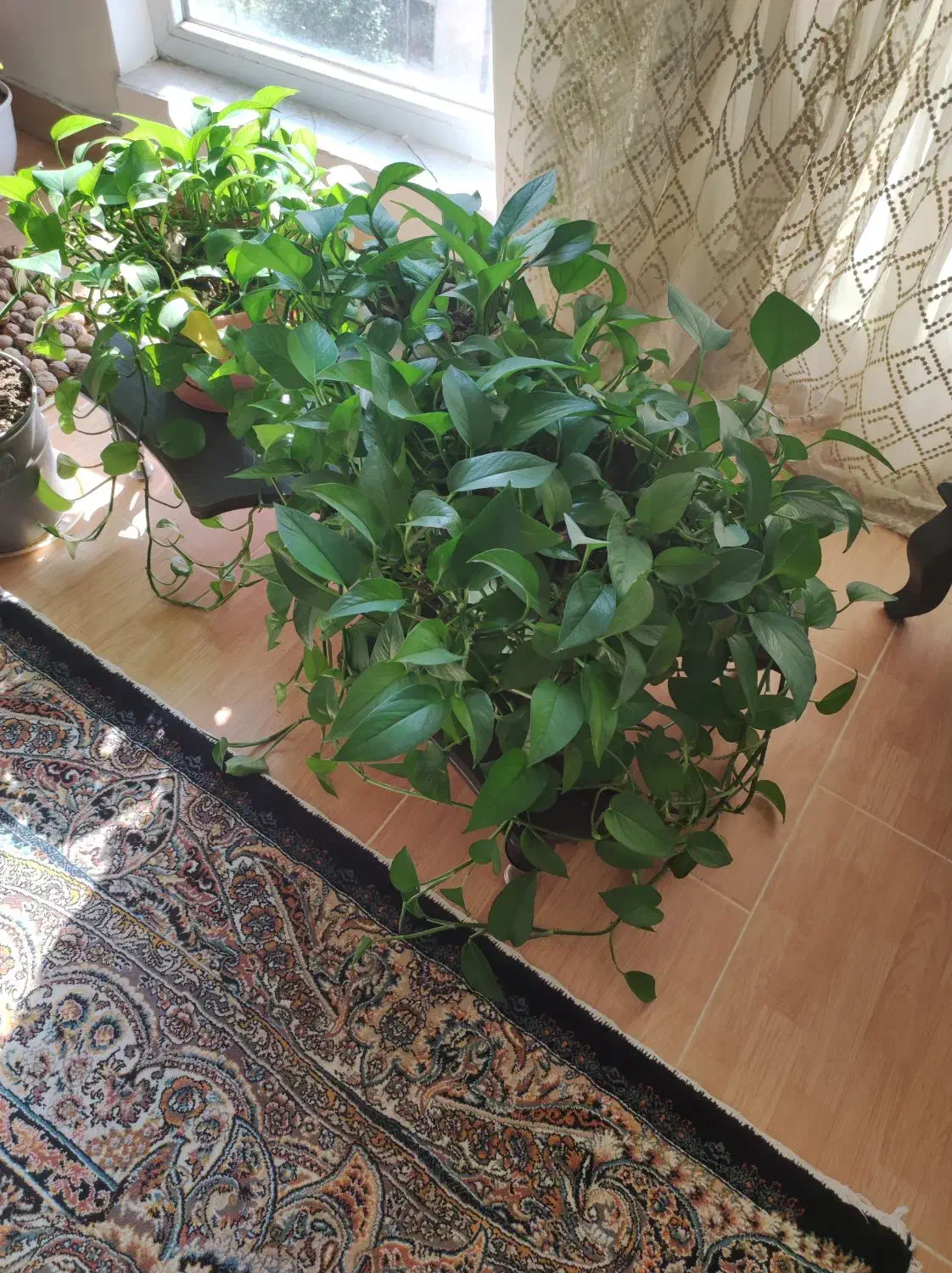 فروش گل|گل و گیاه طبیعی|بهشهر, |دیوار