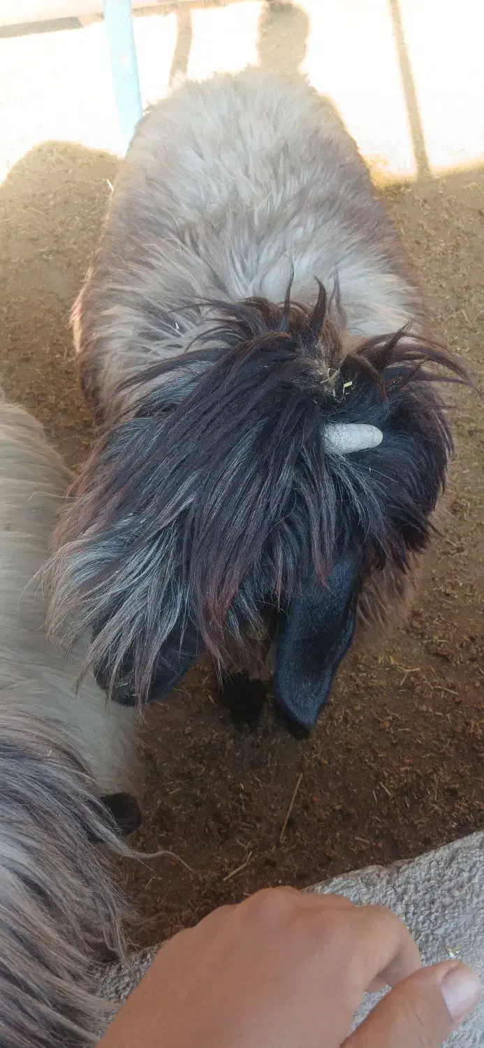 میش بختیاری|حیوانات مزرعه|ایذه, |دیوار