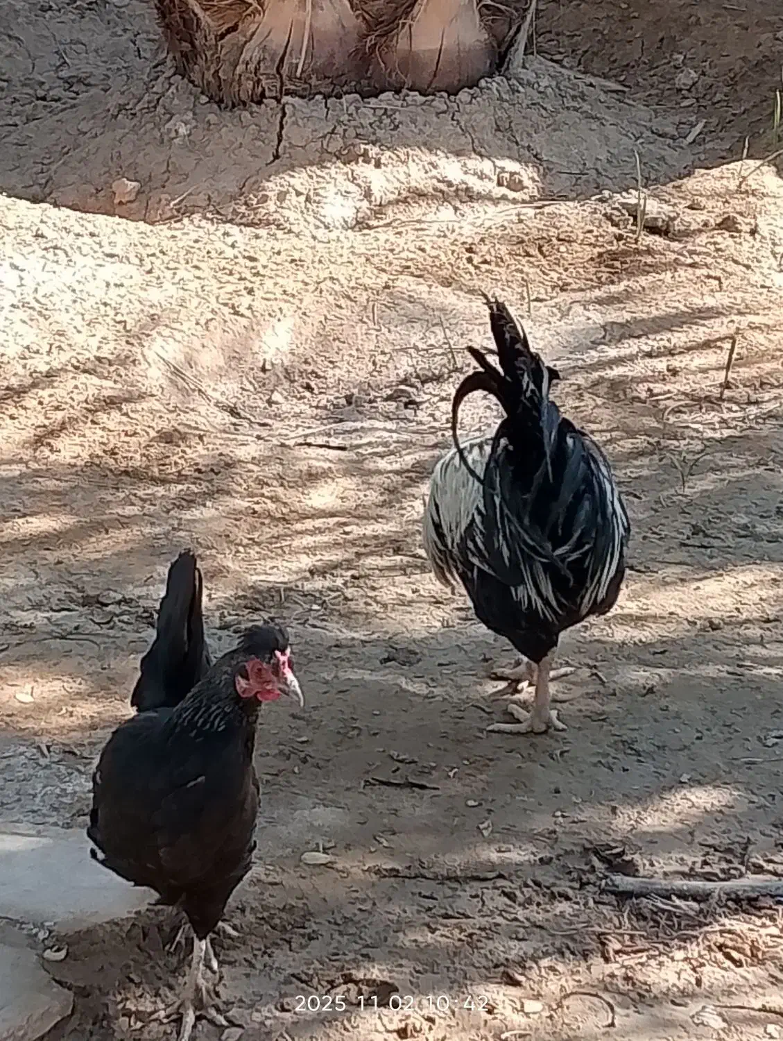 مرغ و خروس عربی اصل اصل تخم گذار|حیوانات مزرعه|باوی, |دیوار