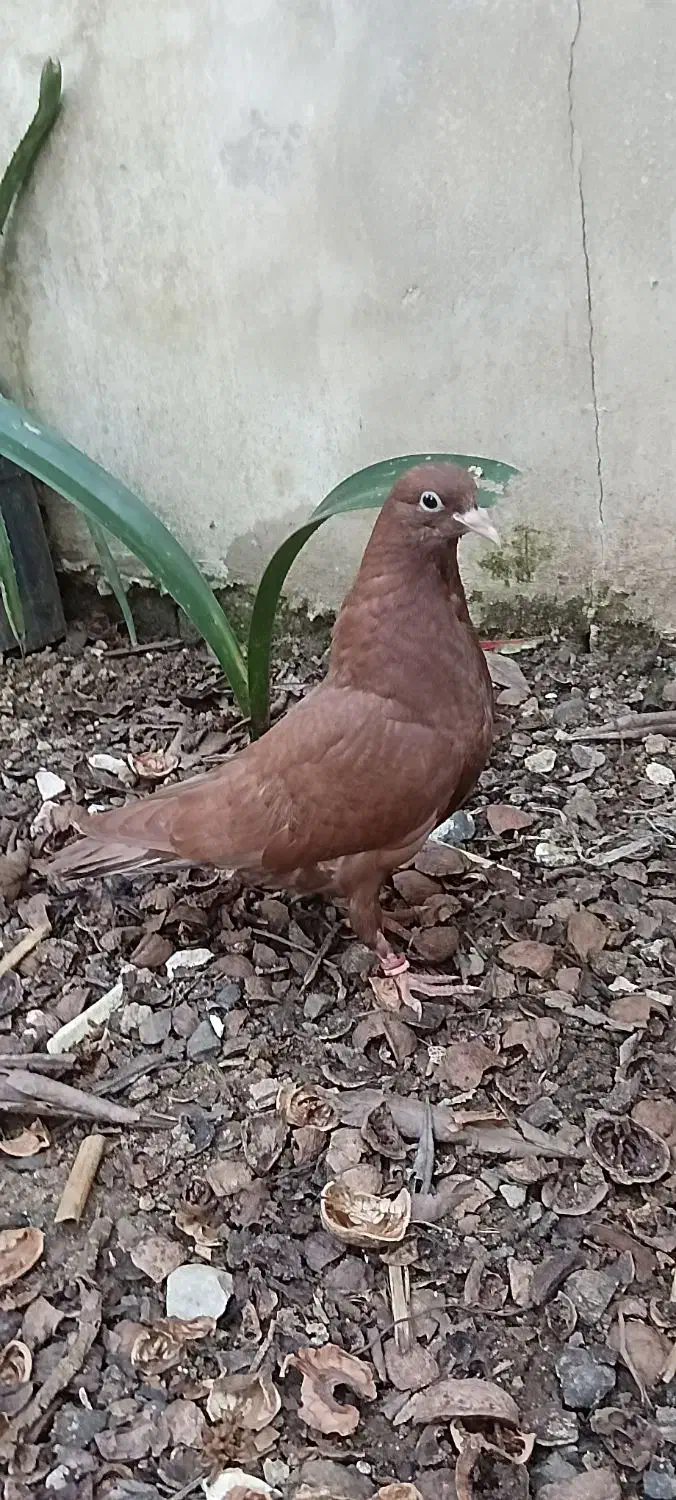 چند عدد کبوتر .سرخ‌.سرور|پرنده|لنگرود, |دیوار