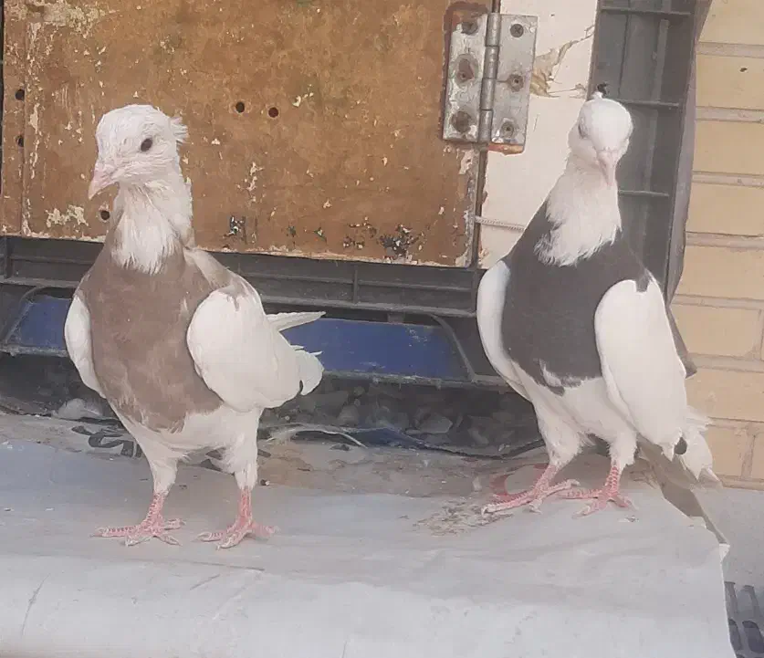 ماهی کفتر|ماهی|یزد, |دیوار