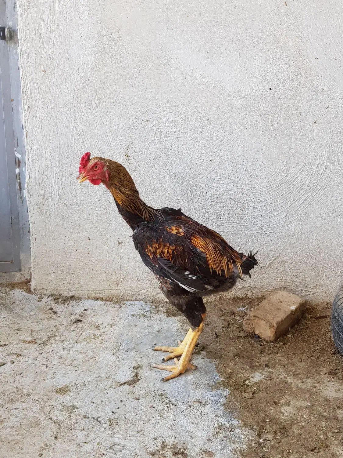 تخم مرغ نطفه دار لاری|حیوانات مزرعه|مشکین‌دشت, |دیوار