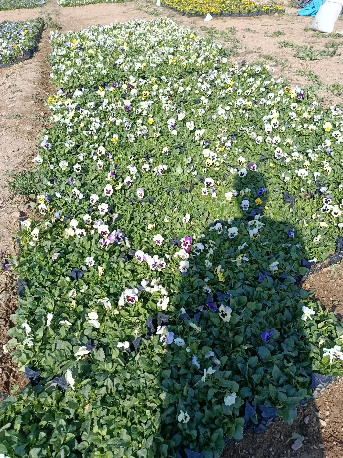 فروش نشا جعبه ای|گل و گیاه طبیعی|محلات, |دیوار