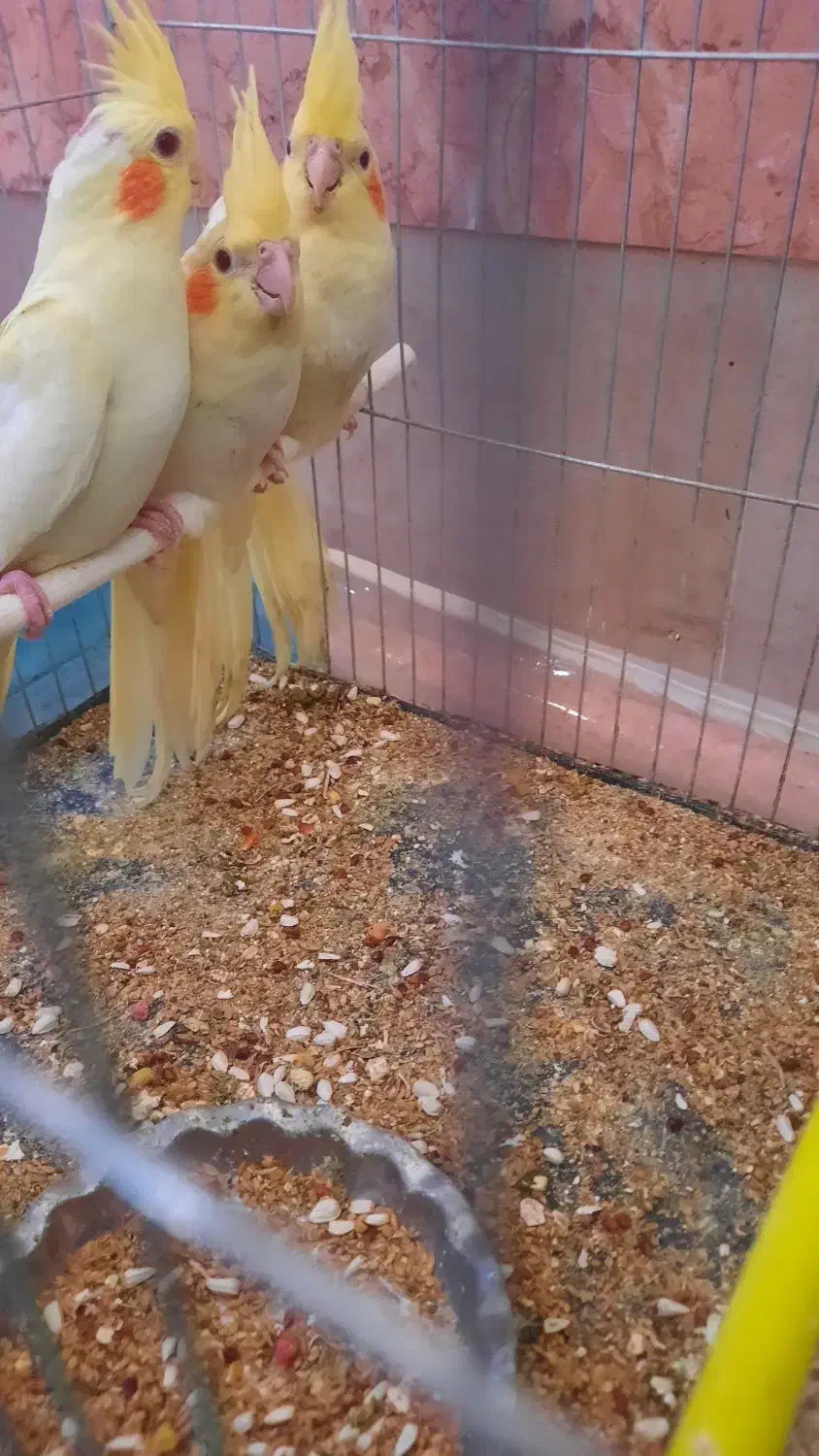 سلام ستا جوجه دوماه عروس  هلندی|پرنده|مشهد, شهید احمدی روشن|دیوار