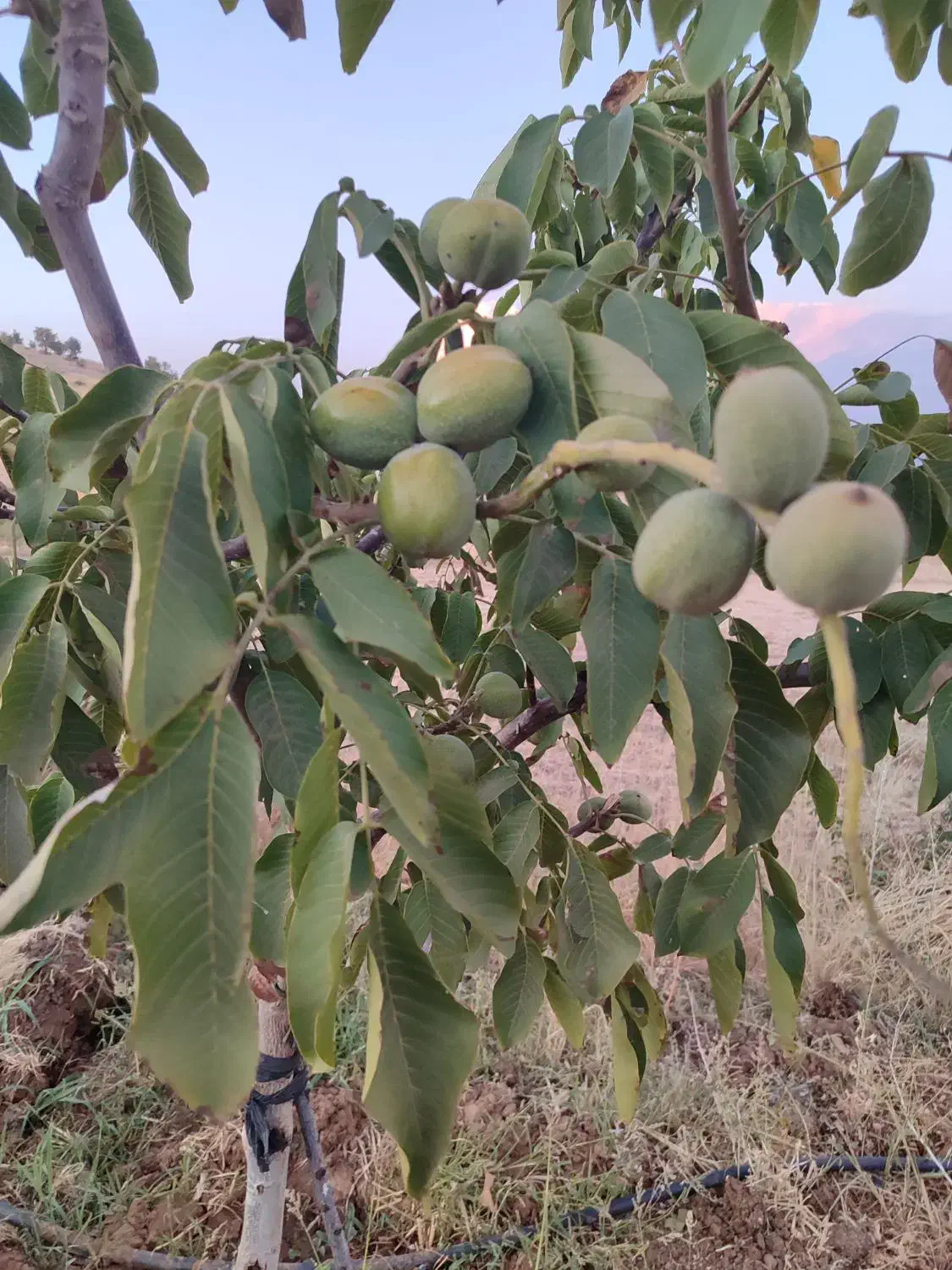 نهال گردو پیوندی|خدمات باغبانی و درختکاری|بانه, |دیوار