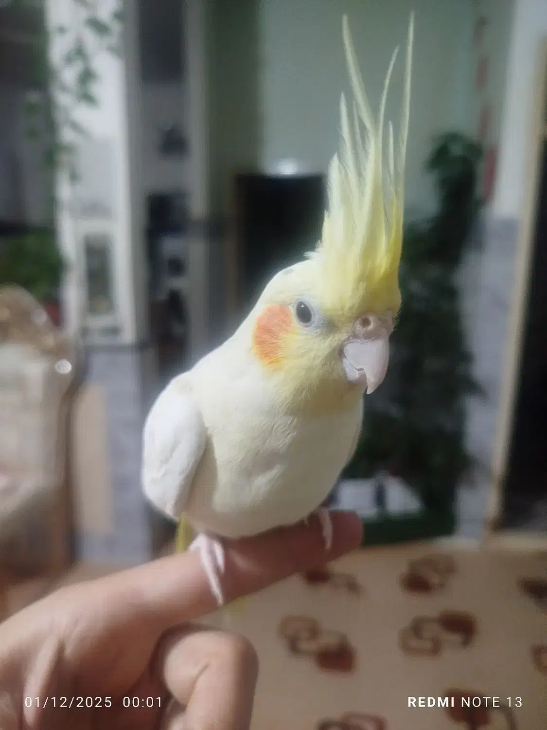 عروس هلندی سخنگو|پرنده|مراغه, |دیوار