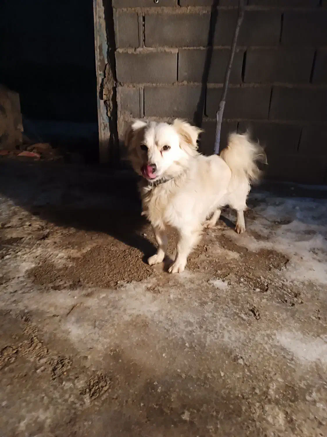 پاکوتاه باهوش خونهگی|سگ|شیروان (خراسان), |دیوار