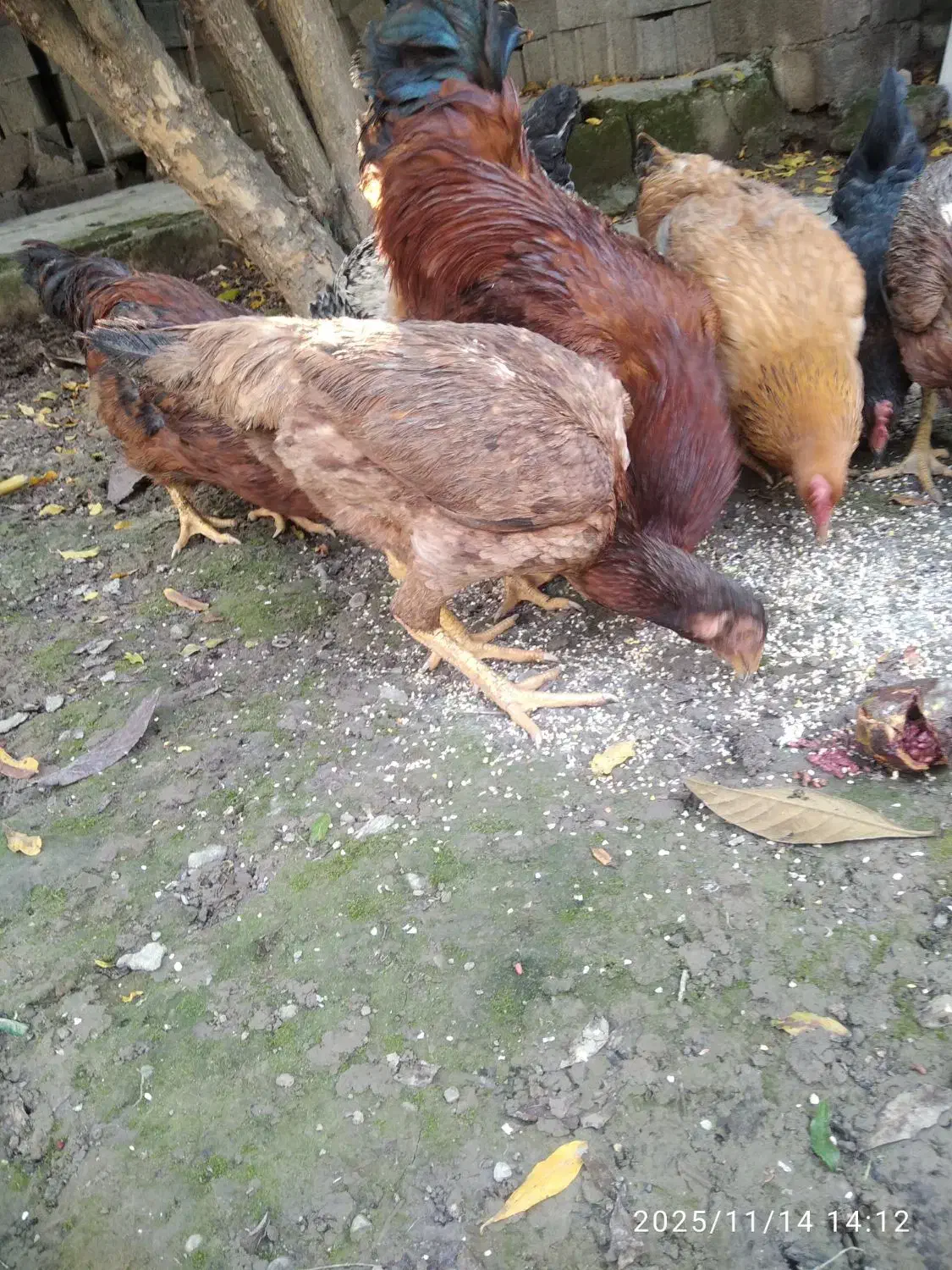 مرغ و خروس محلی|حیوانات مزرعه|بابکان, |دیوار