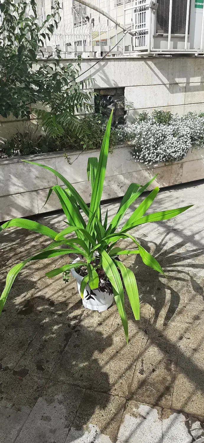 دو عدد گل سوسن عنکبوتی تولید خانگی در یک گلدان|گل و گیاه طبیعی|تهران, آسمان|دیوار