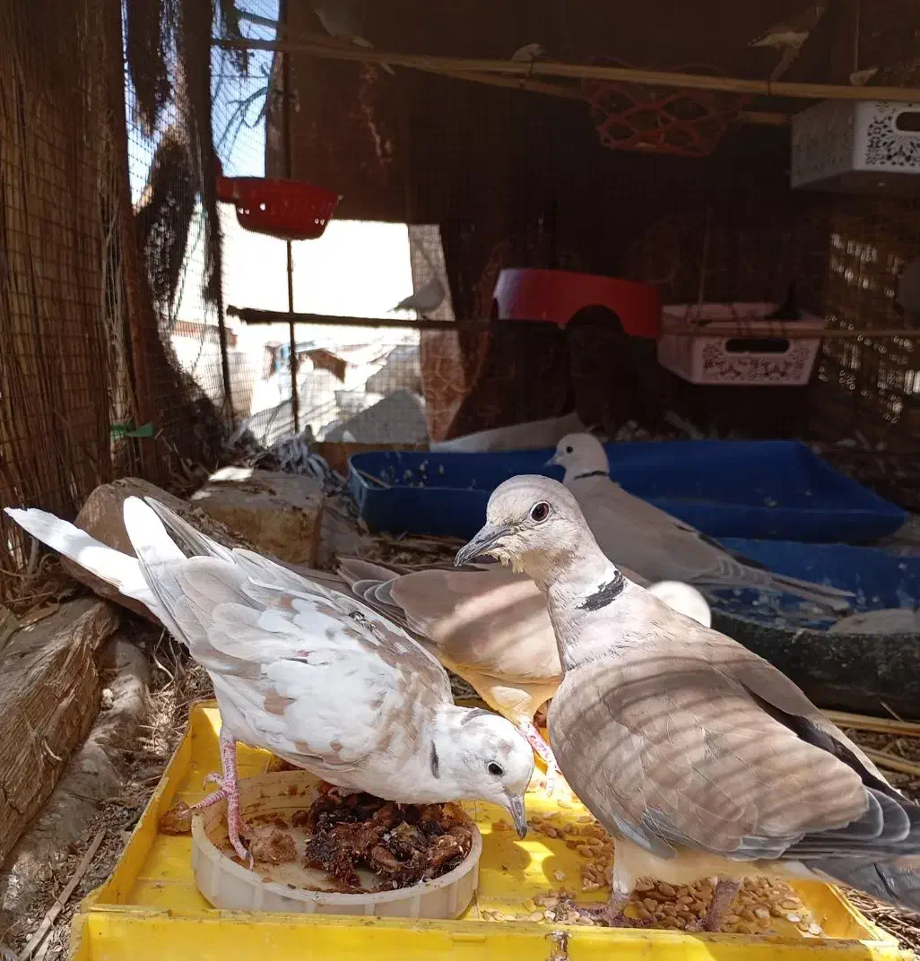 کبوتر خانگی کپوت. جالق|پرنده|سراوان, |دیوار