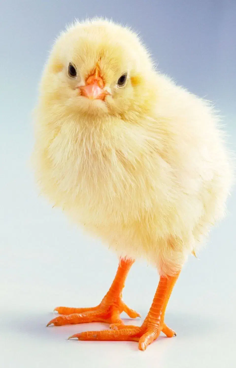 کارگر مرغداری گوشتی|استخدام صنعتی، فنی، مهندسی|نوشین شهر, |دیوار