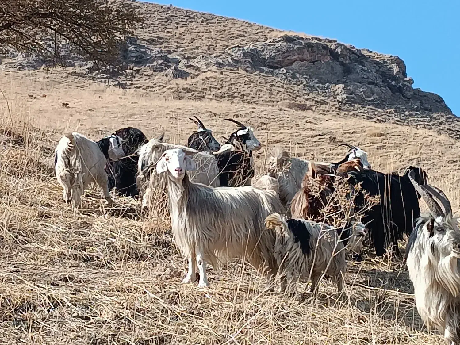 بزهای خانگی کاملا جوان و سالم وابستن،صددرصد تضمین|حیوانات مزرعه|سیلوانه, |دیوار