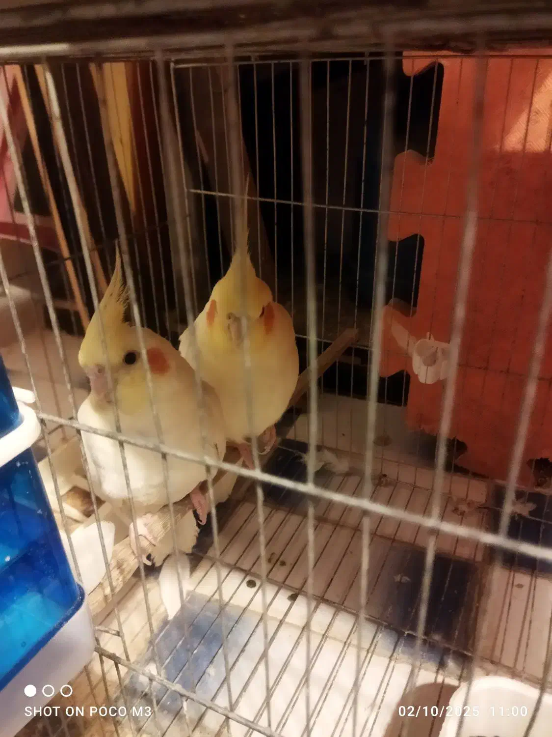 جفت عروس هلندی لوتینو مولد|پرنده|آبپخش, |دیوار