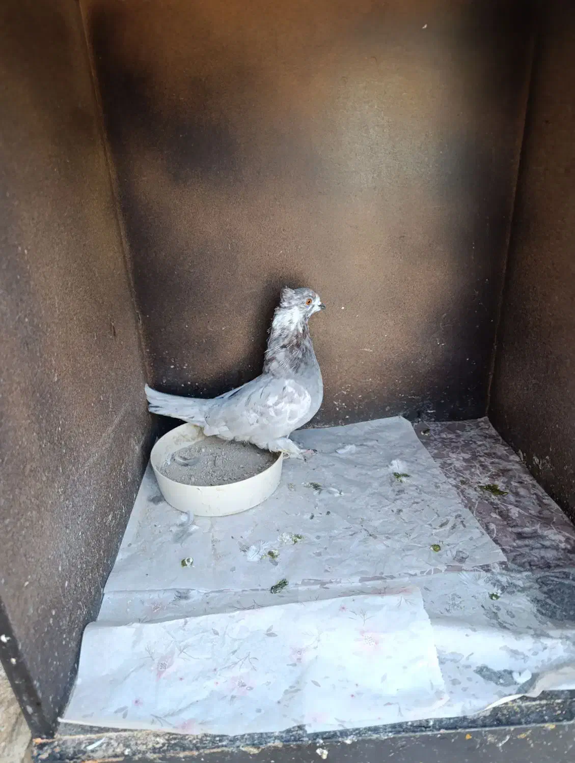 سرورنر سوسکی ماده گمشده|پرنده|نسیمشهر, |دیوار