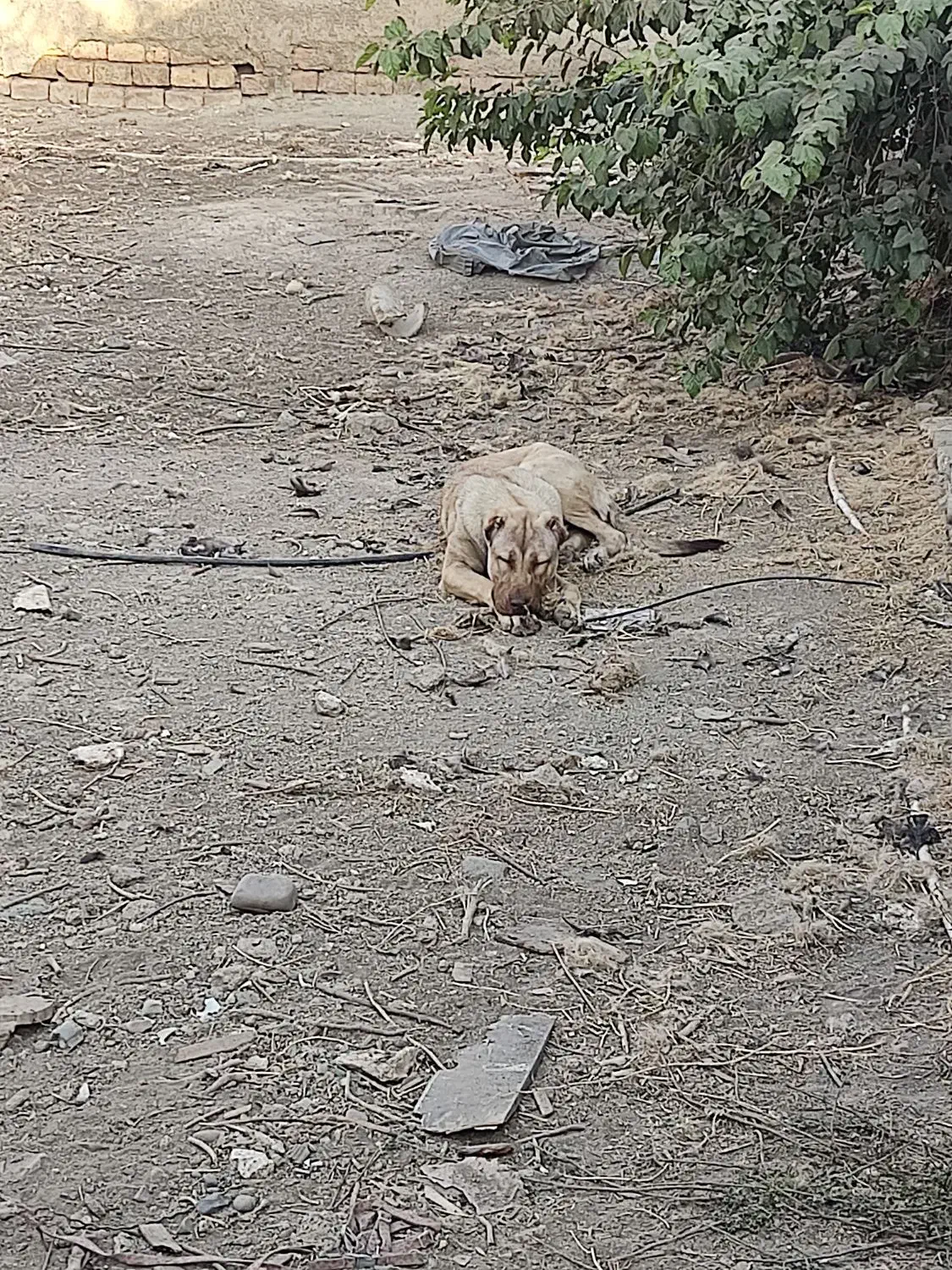 توله سرابی ۶ ماهه ماده|سگ|شهریار, کهنز|دیوار