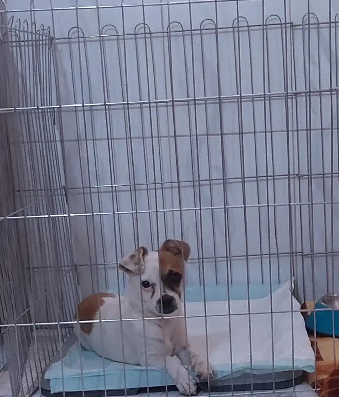 واگذاری  رایگان سگ جک راسل|سگ|اقلید, |دیوار