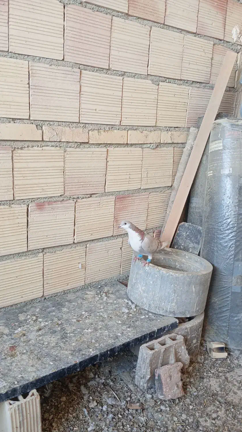 کلاغ کرباتی چپ و ساده|پرنده|چناران, |دیوار