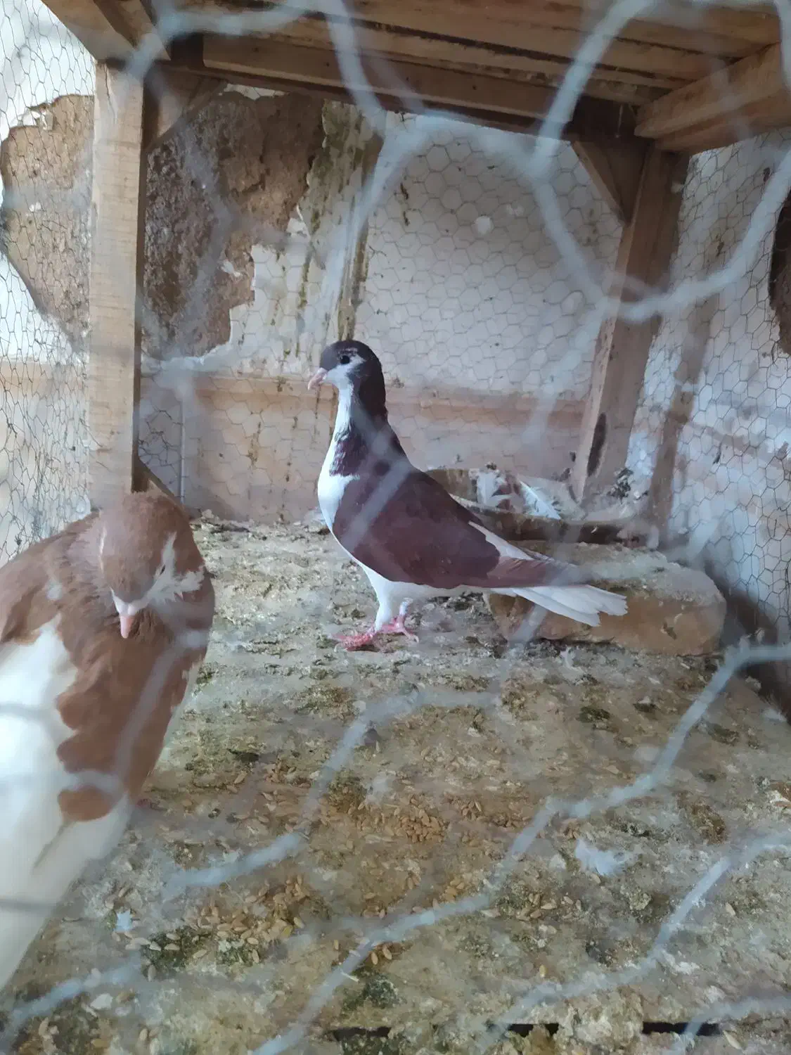 نر و ماده خال امری|پرنده|کاشمر, |دیوار