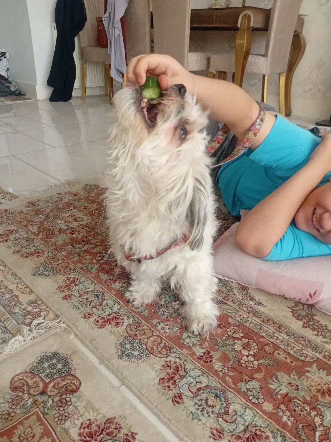 شیتزو نر|سگ|سبزوار, پاسداران|دیوار