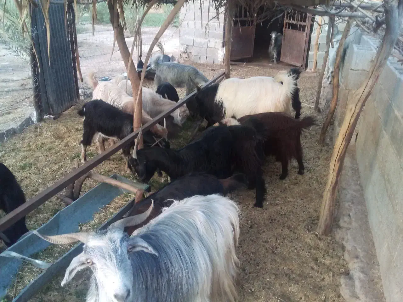 فروش بز و کهره|حیوانات مزرعه|جره و بالاده, |دیوار