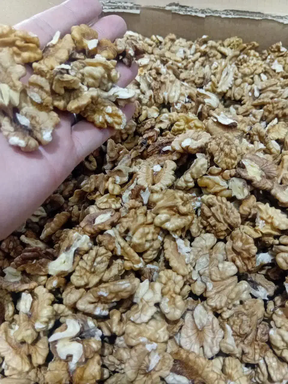 گردو خشک باپوست محلی|خوردنی و آشامیدنی|خرمدره, |دیوار