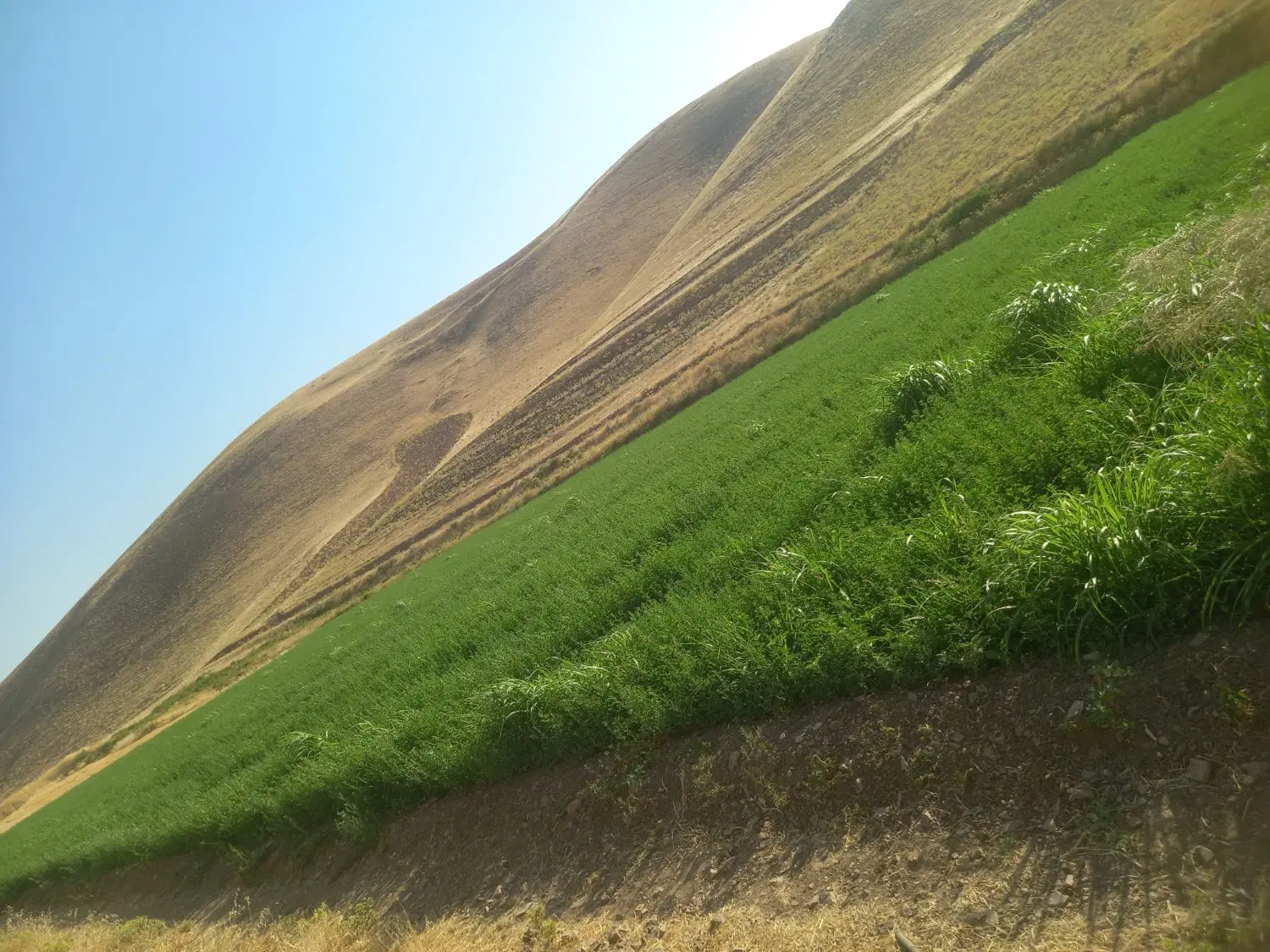 یونجه ،|خدمات باغبانی و درختکاری|کرمانشاه, |دیوار