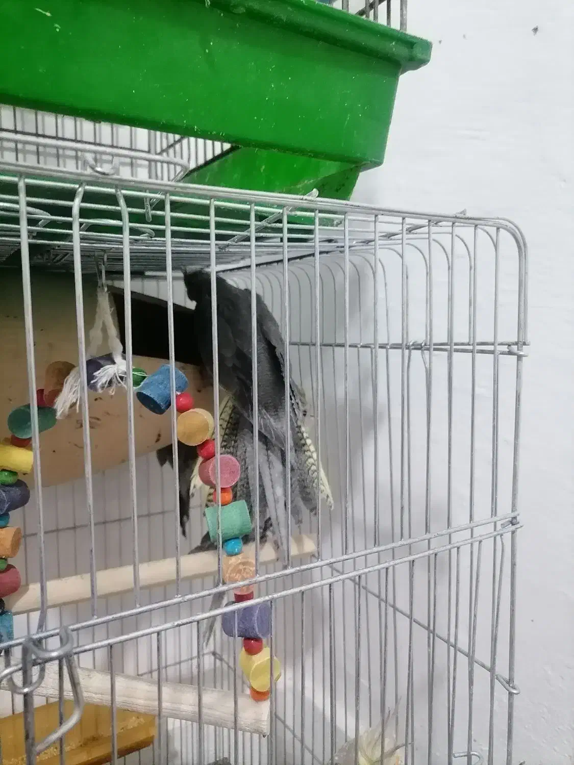 عروس هلندی جفتی مولد|پرنده|شیراز, باغ تخت|دیوار