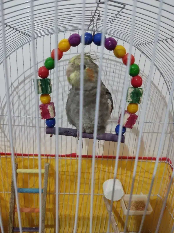 عروس هلندی با قفس|پرنده|اسفراین, |دیوار