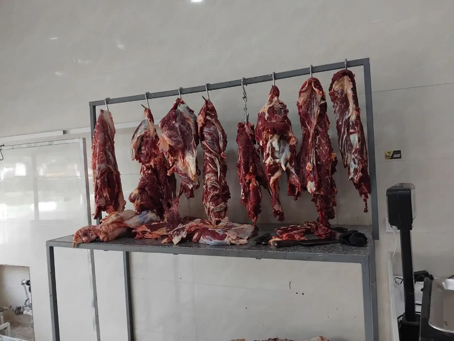 فروش گوساله بره بزعاله|خوردنی و آشامیدنی|جعفرآباد, |دیوار