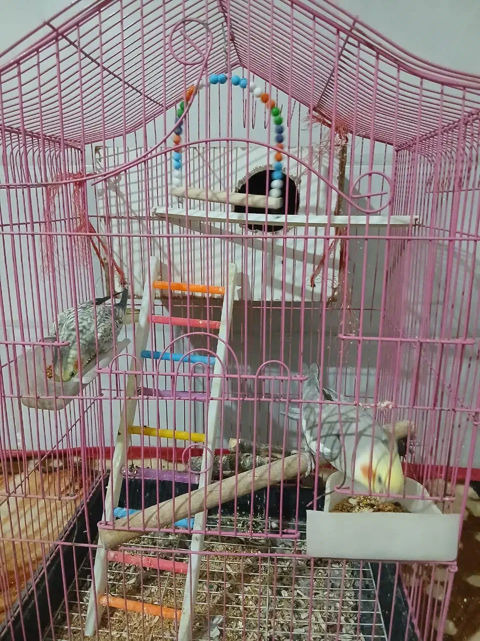 عروس هلندی|پرنده|یزد, |دیوار