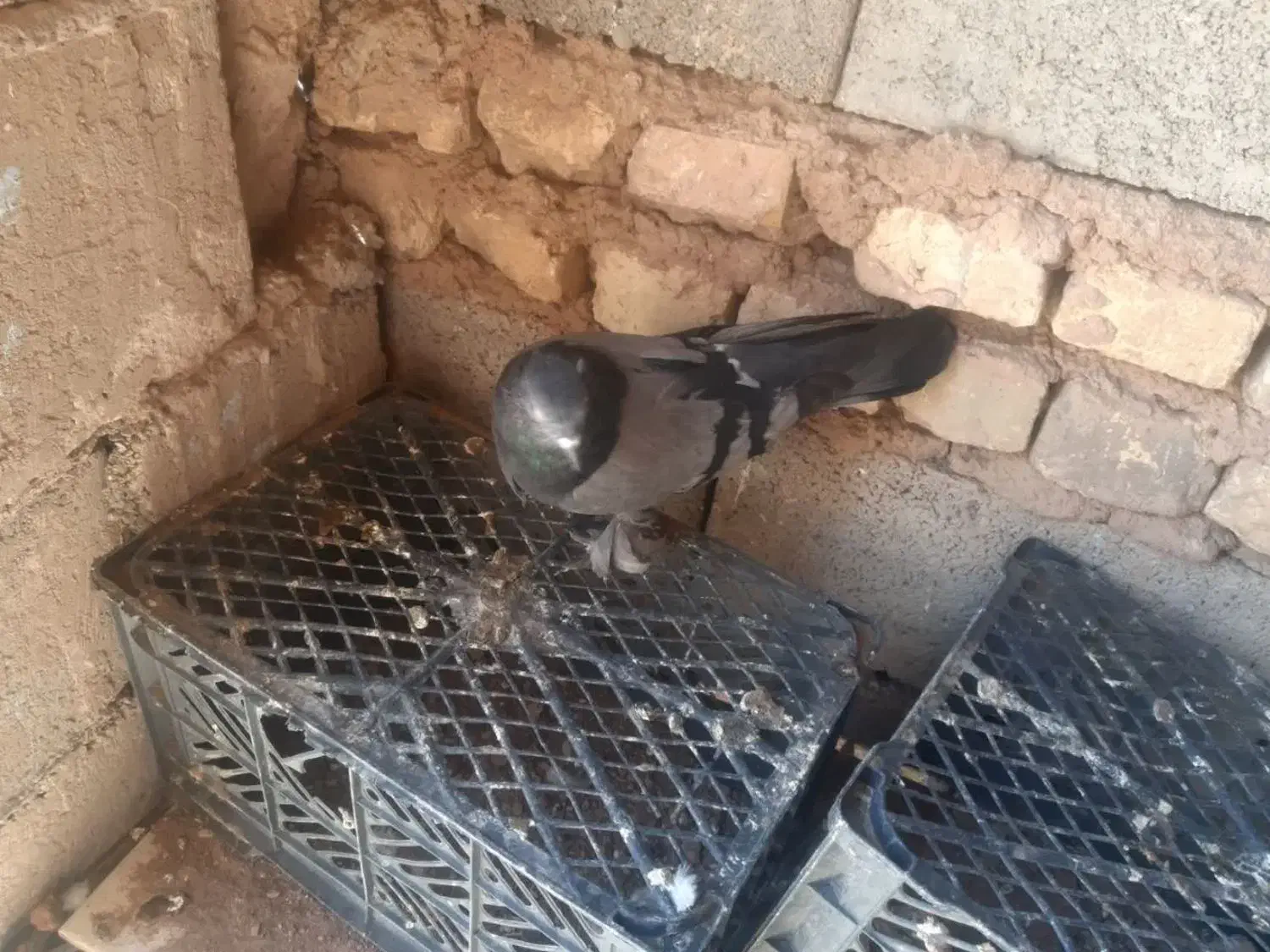 کفترنقش وصداکن|پرنده|خمینی‌شهر, |دیوار