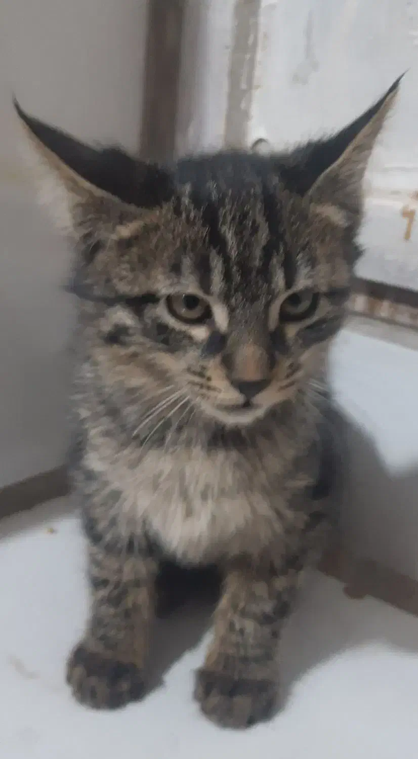 بچه گربه ۳ماهه خانگی باهوش|گربه|مشهد, انصار|دیوار