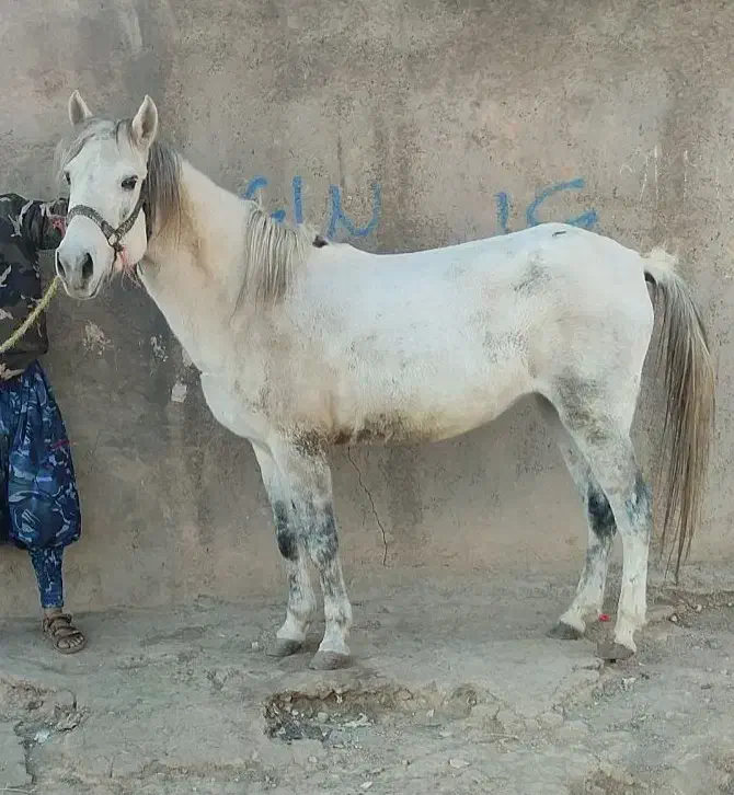 اسبهای یورقه با گوسفند یا بز معاوضه میکنم|اسب و تجهیزات اسبسواری|مشهد, دانشجو|دیوار