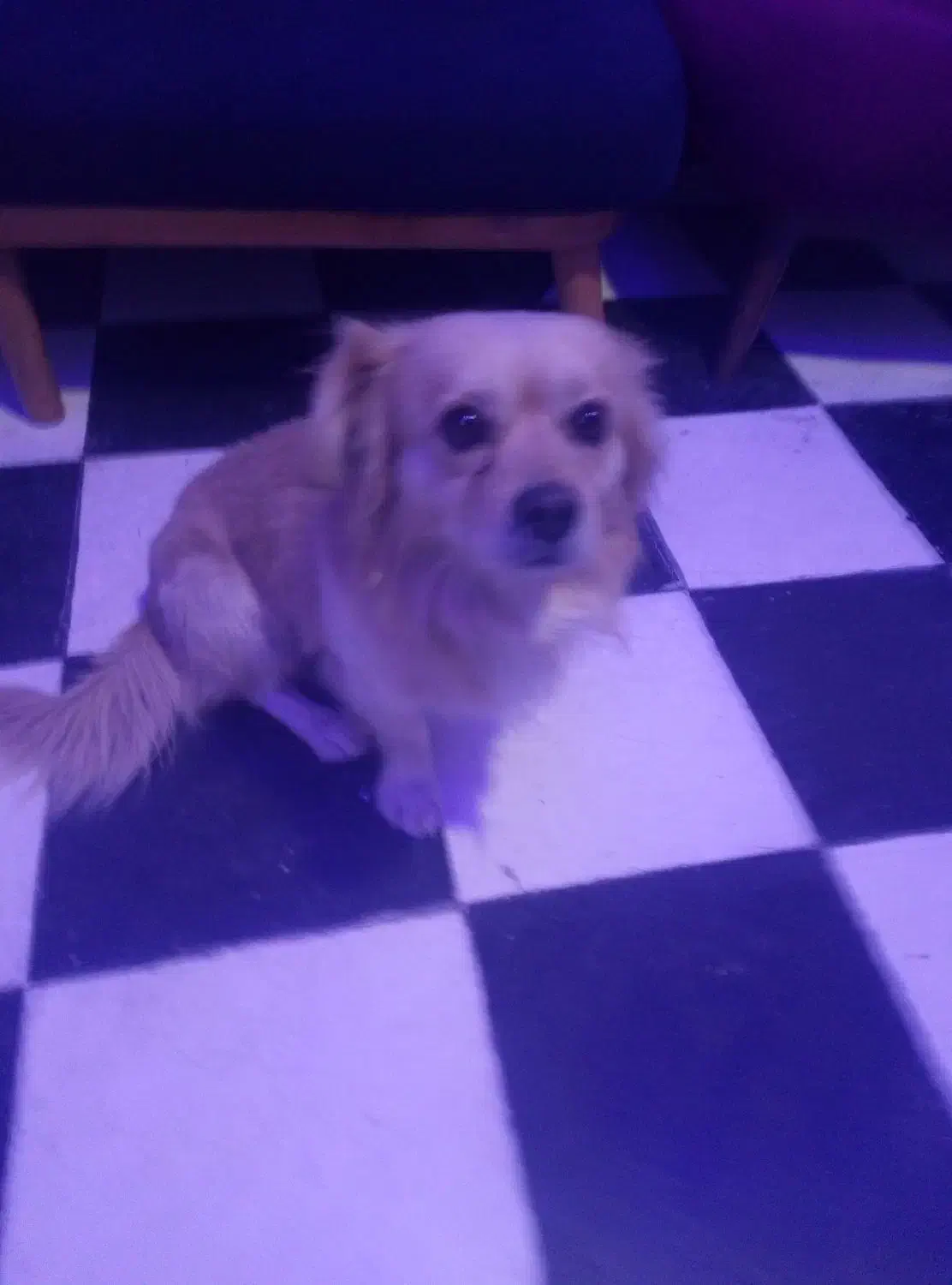 سگ گمشده|سگ|یاسوج, |دیوار