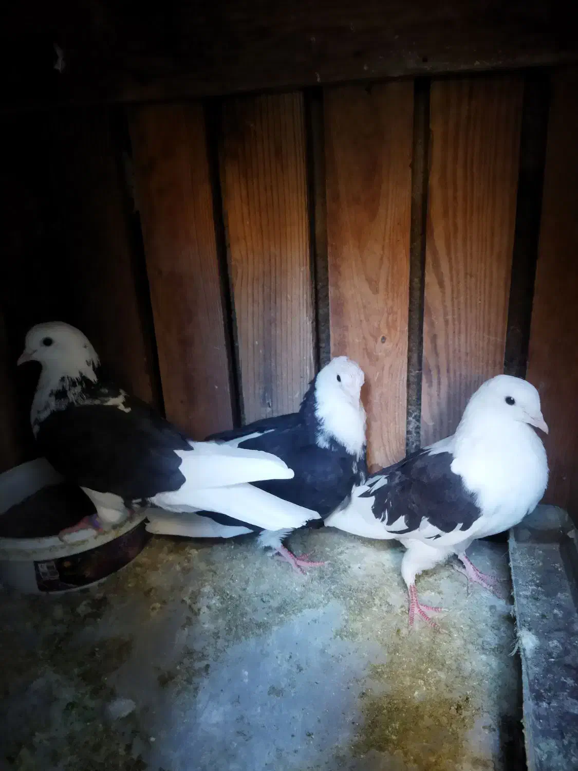 کفتر ماده ابلق|پرنده|قم, شهرک مهدیه (مدرس)|دیوار