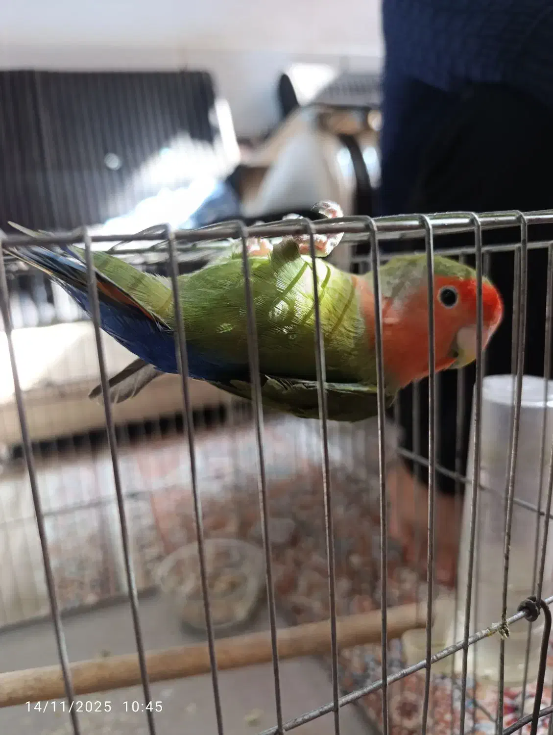 طوطی برزیلی|پرنده|لنجان, |دیوار