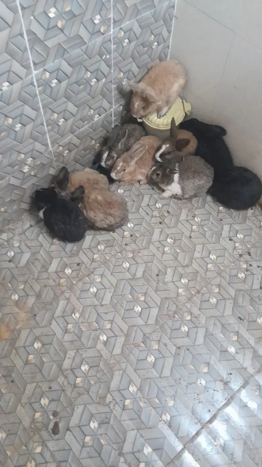 ۱۰ عدد خرگوش|موش و خرگوش|بیرجند, |دیوار