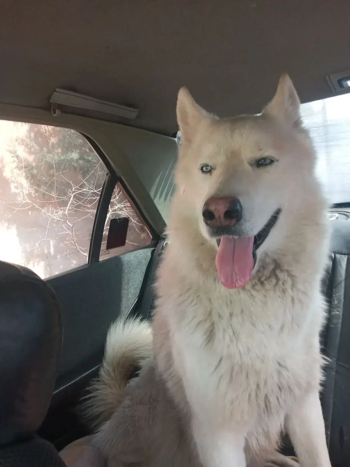 گمشده|سگ|شیراز, معالی‌آباد|دیوار