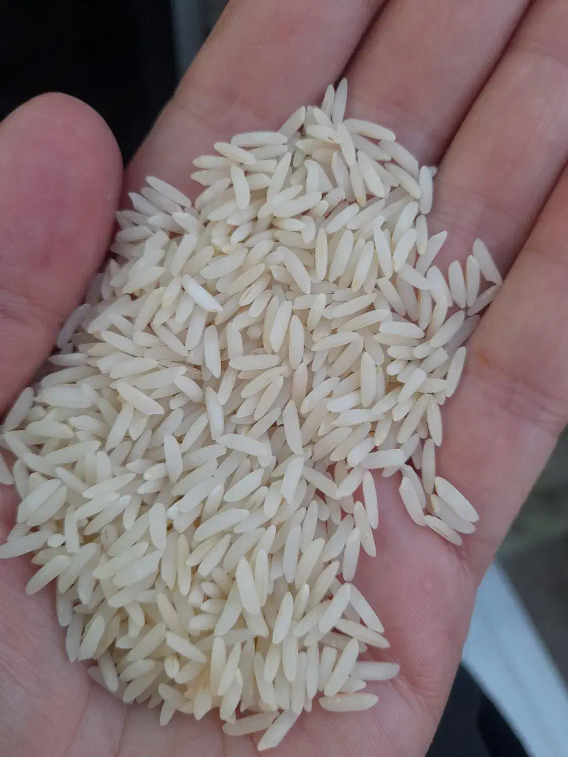 فروش برنج طارم هاشمی|خوردنی و آشامیدنی|زرگرشهر, |دیوار