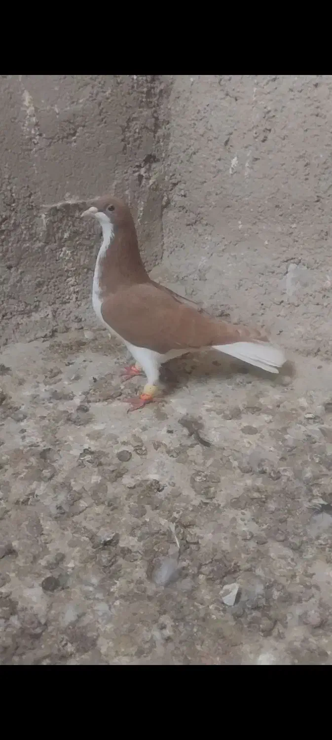 کبوتر کفتر|پرنده|اقبالیه, |دیوار