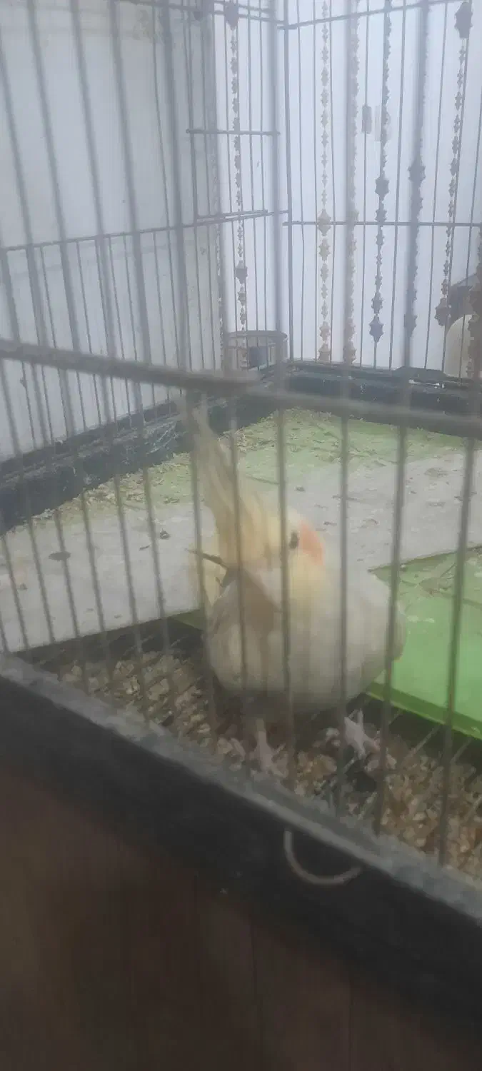 عروس هلندی|پرنده|باسمنج, |دیوار