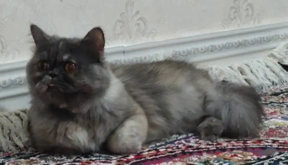 گربه بانژاذ|گربه|پلدختر, |دیوار