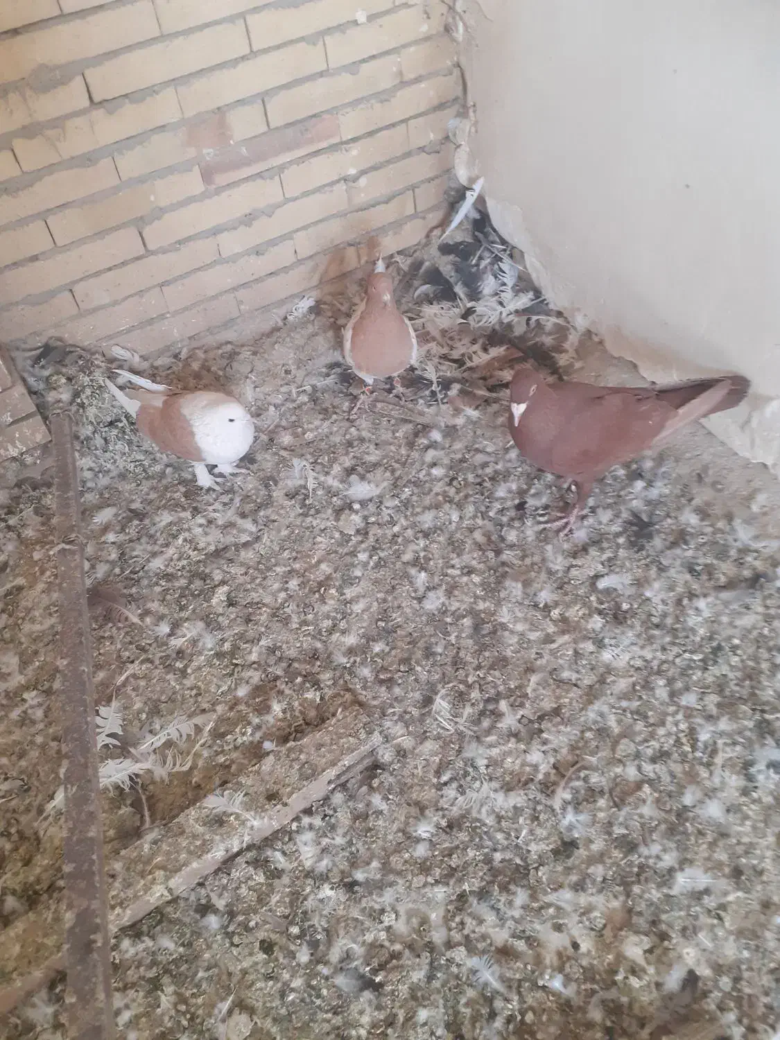 کبوتر|پرنده|یزد, |دیوار