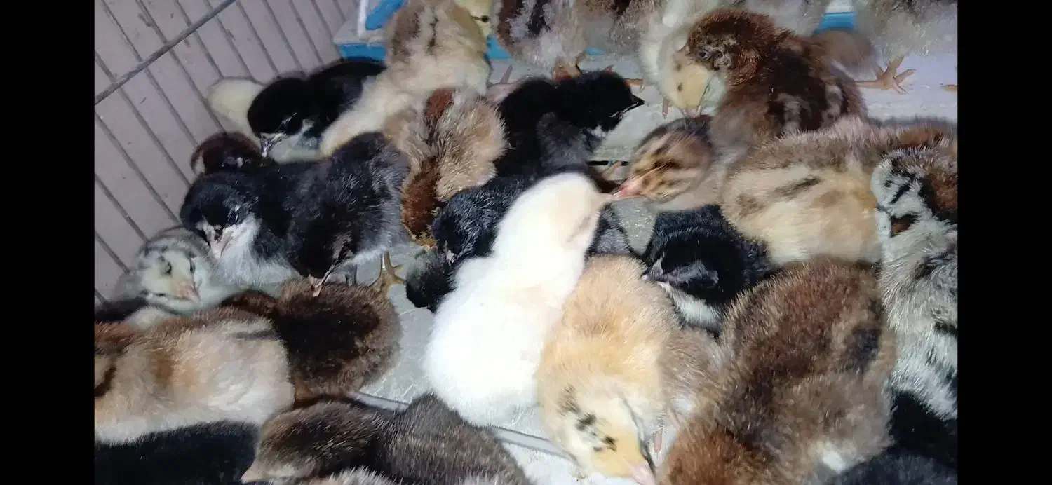 جوجه اصیل عربی هندیجان|حیوانات مزرعه|هندیجان, |دیوار