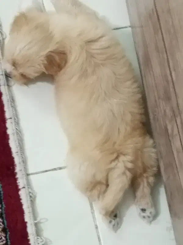 توگا|سگ|محمدیه-قزوین, |دیوار