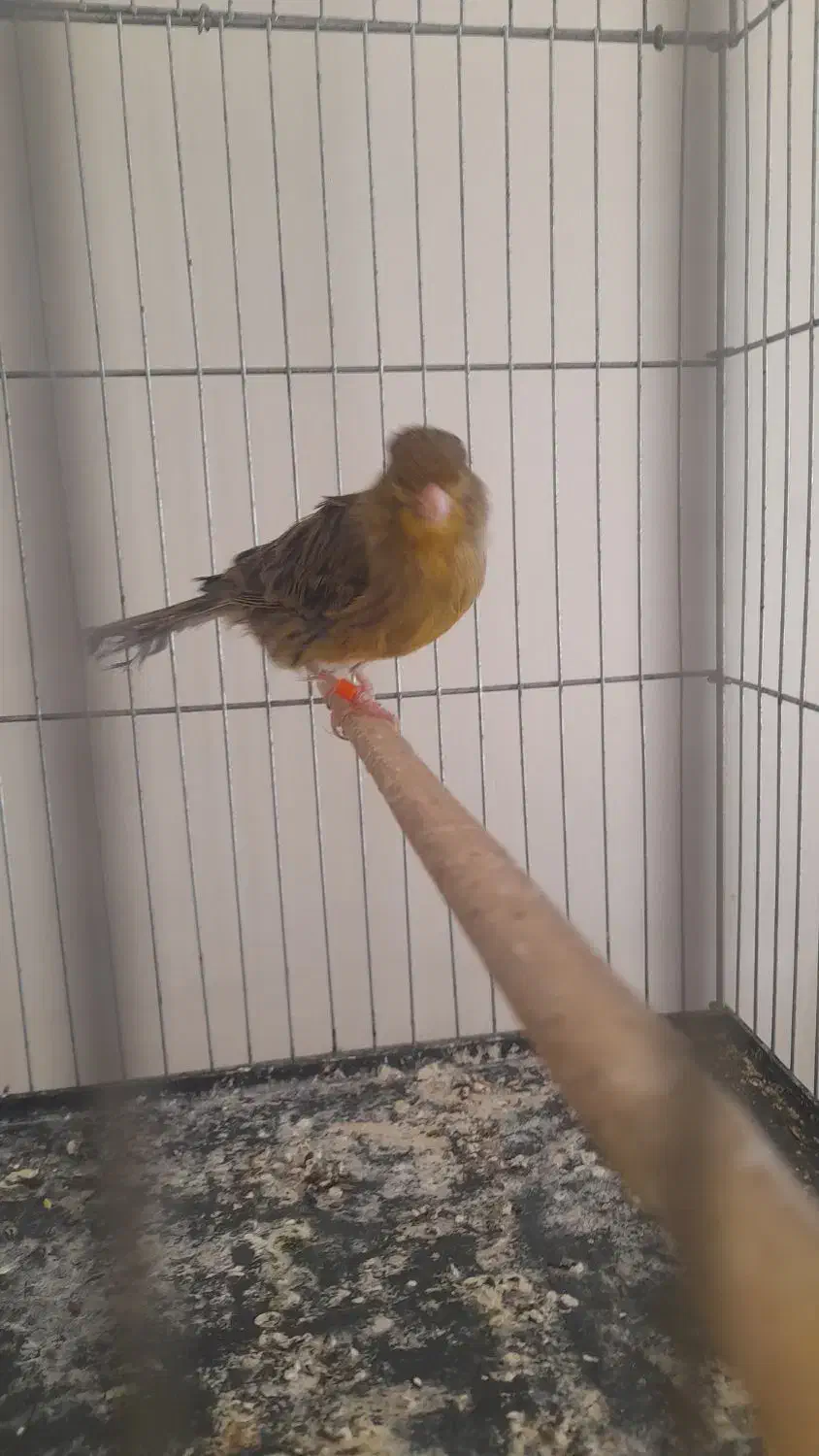 قناری ماده سبز آماده|پرنده|شیراز, بریجستون|دیوار